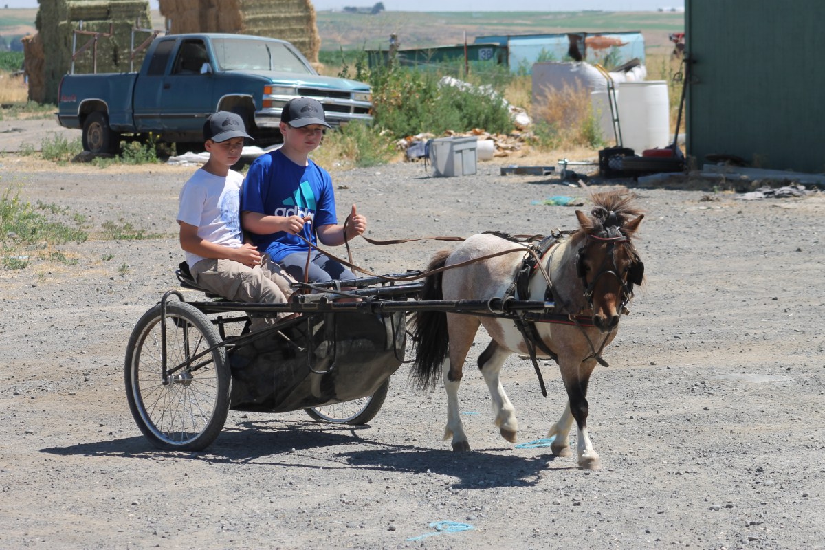 Sale Pending*Miniature Horse Cart for Sale KT Ranch