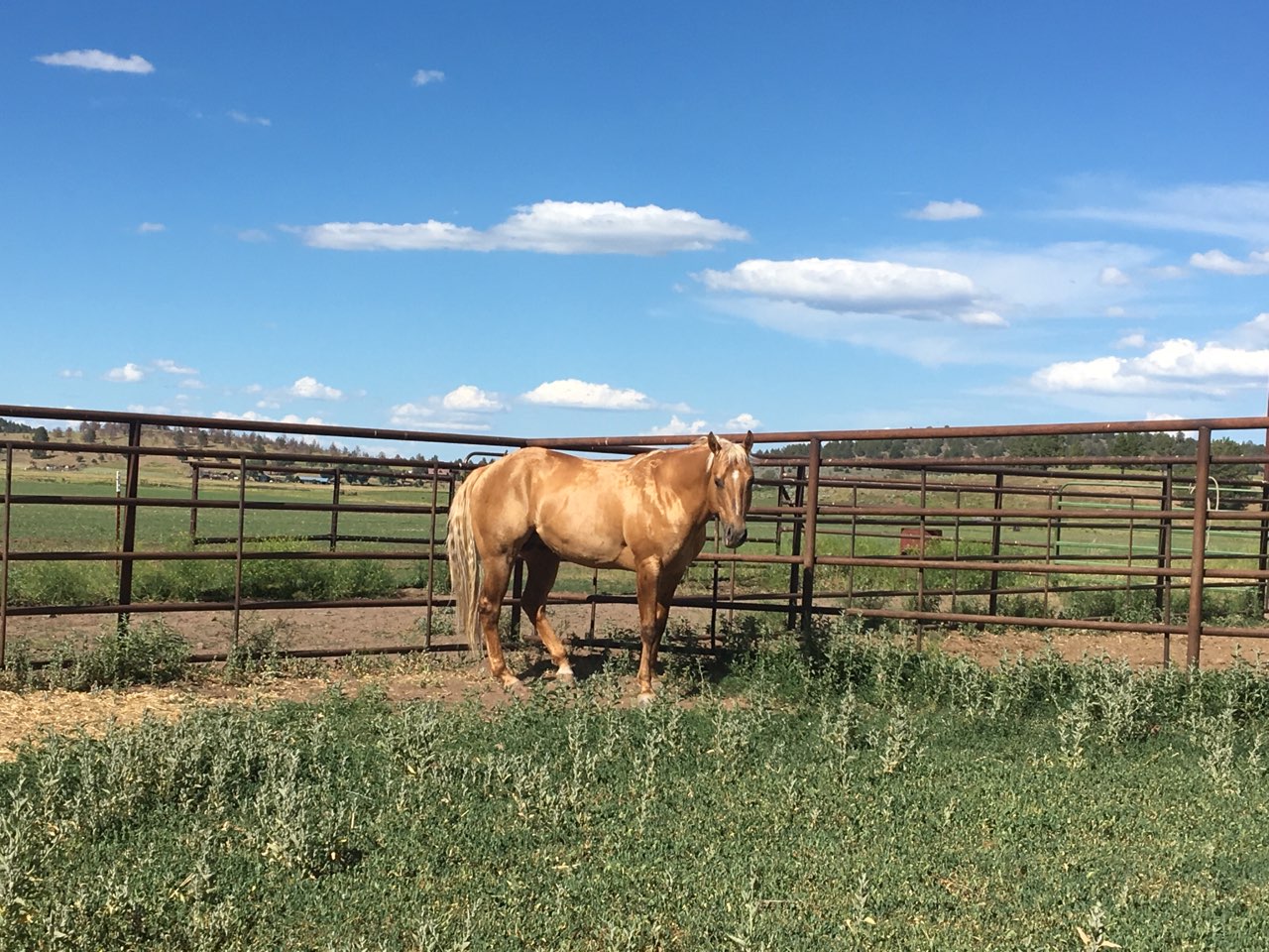 Jackpot is headed home | KT Ranch