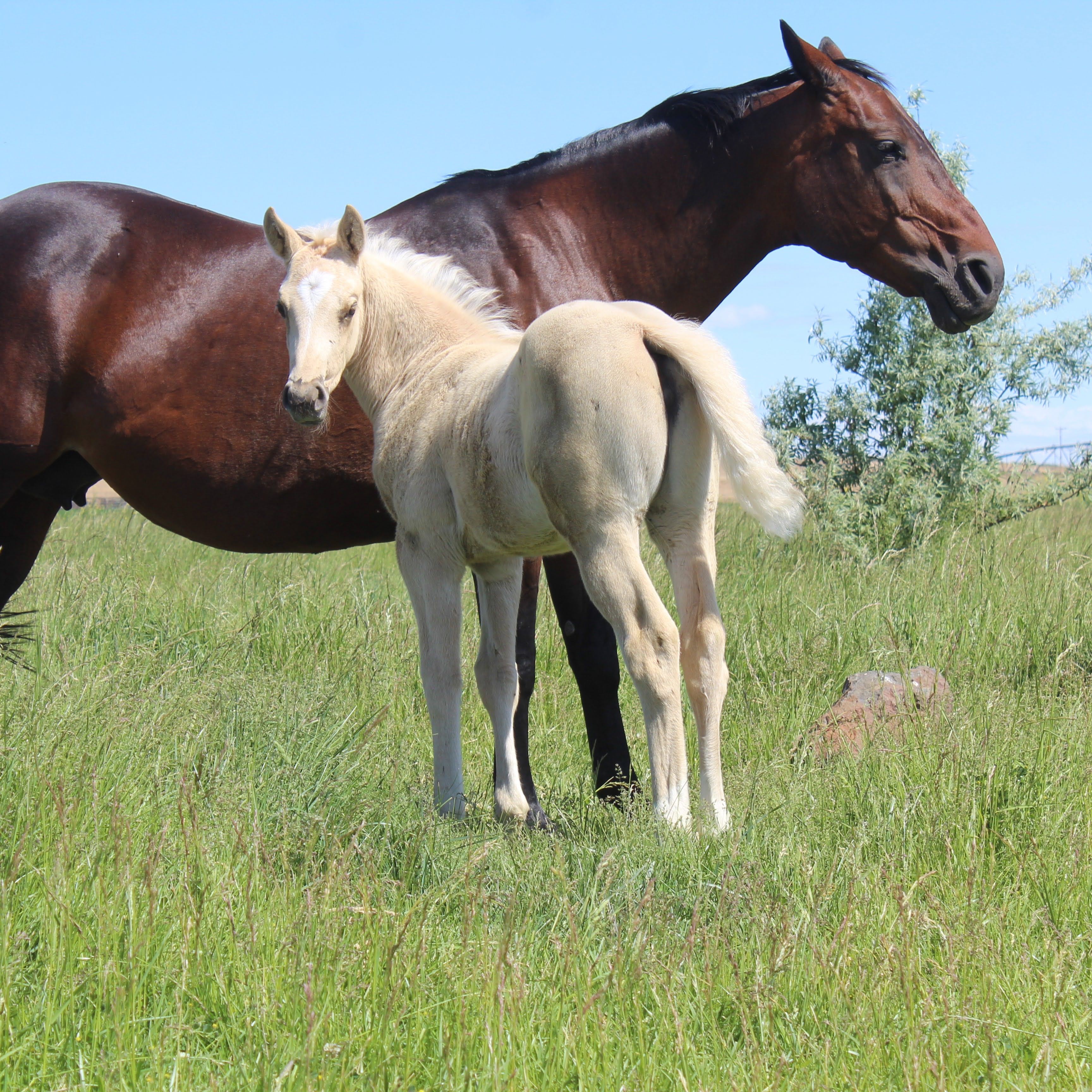 KT Queen Catherine, “Cat” | KT Ranch