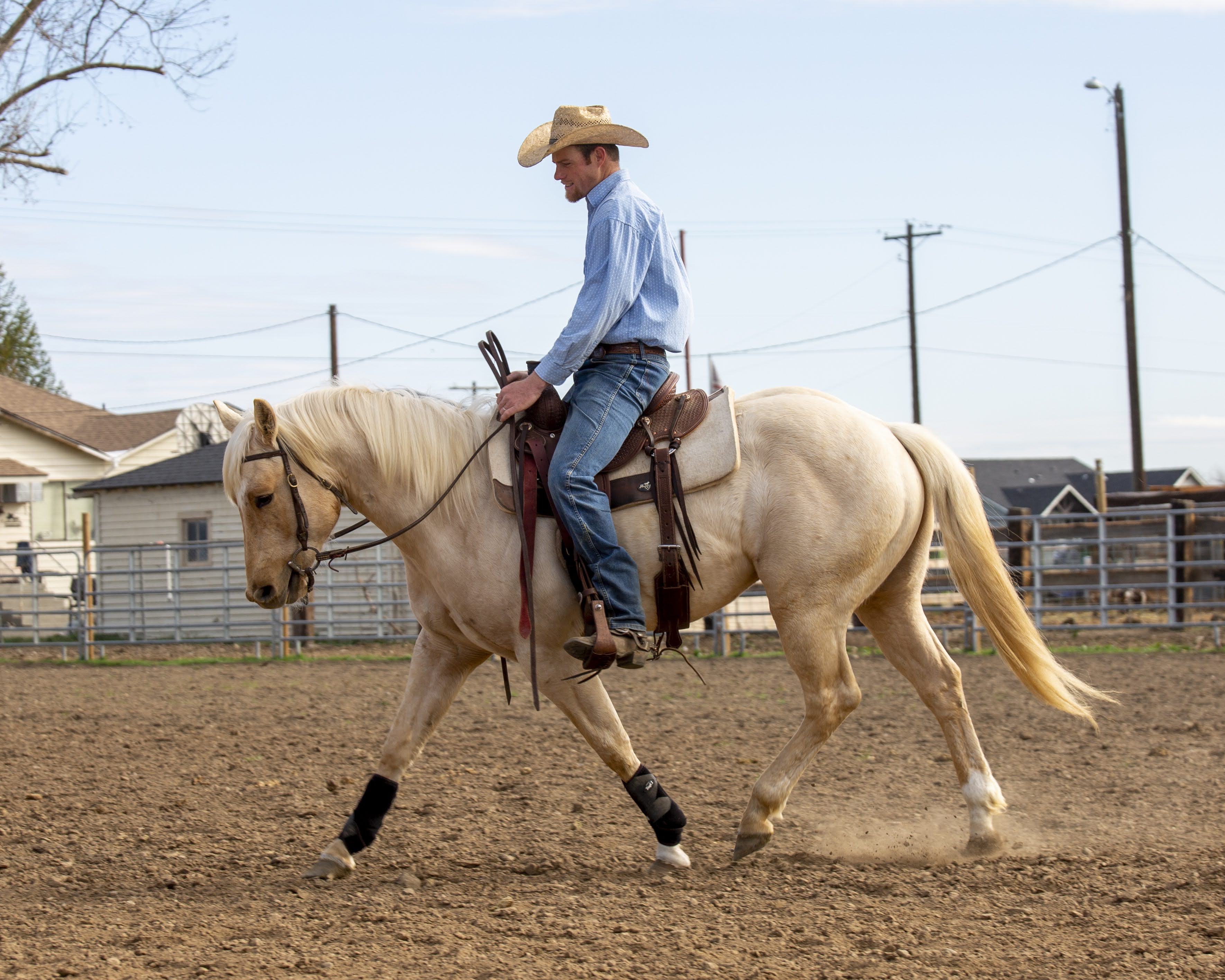 KT Ranch Stallions | KT Ranch