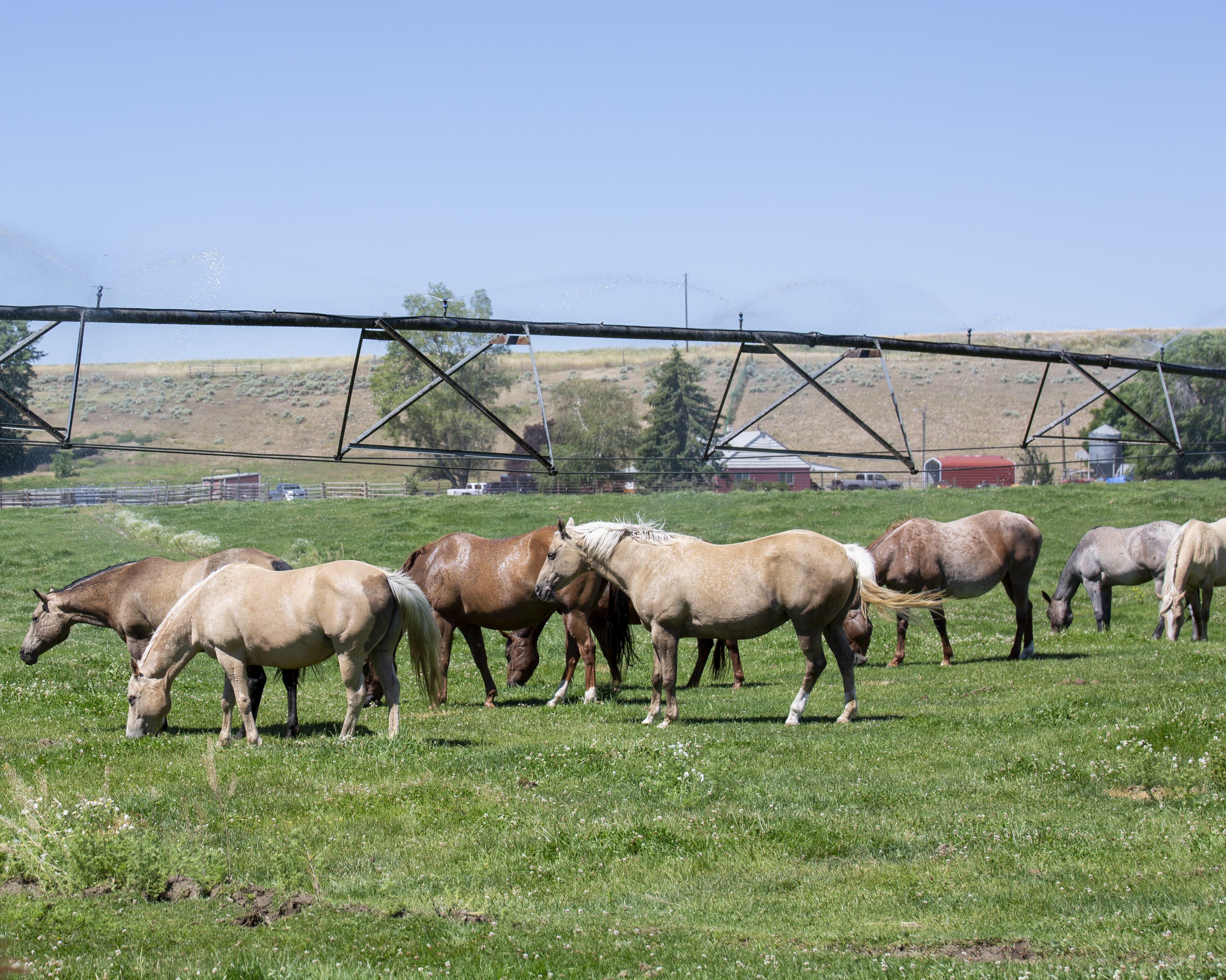 Rmares Ranch MaresJune2022 | KT Ranch