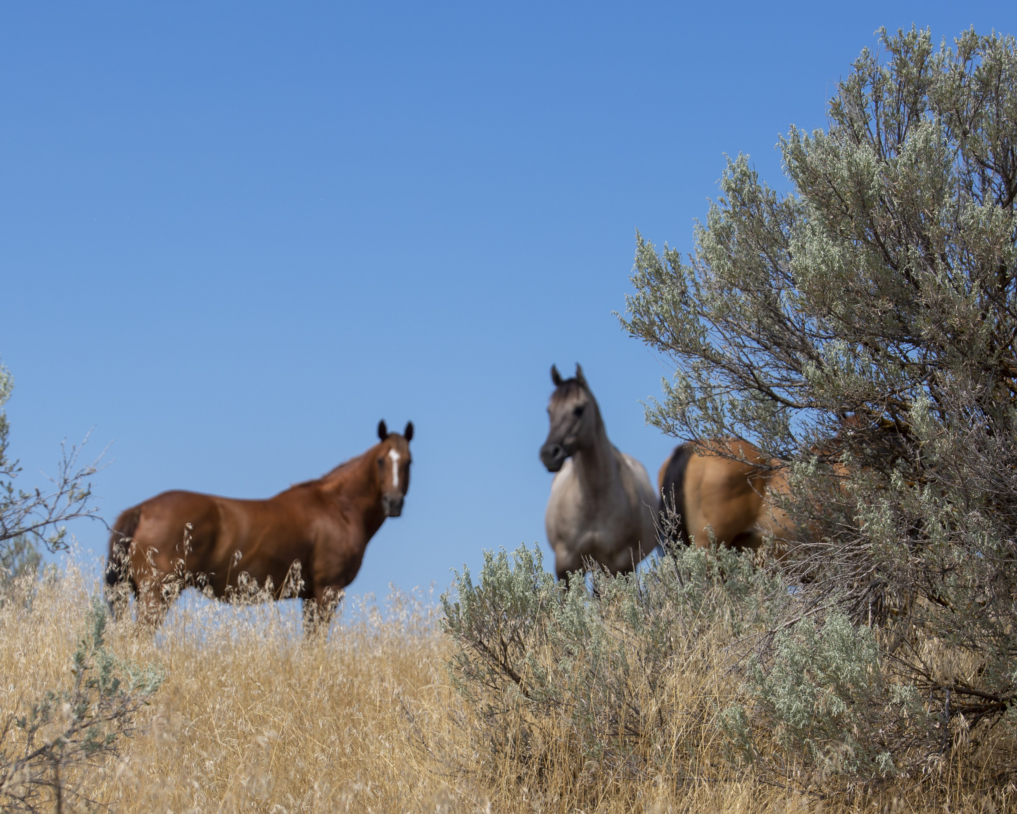 Rmares Ranch GunnerMaresJuly2022 | KT Ranch