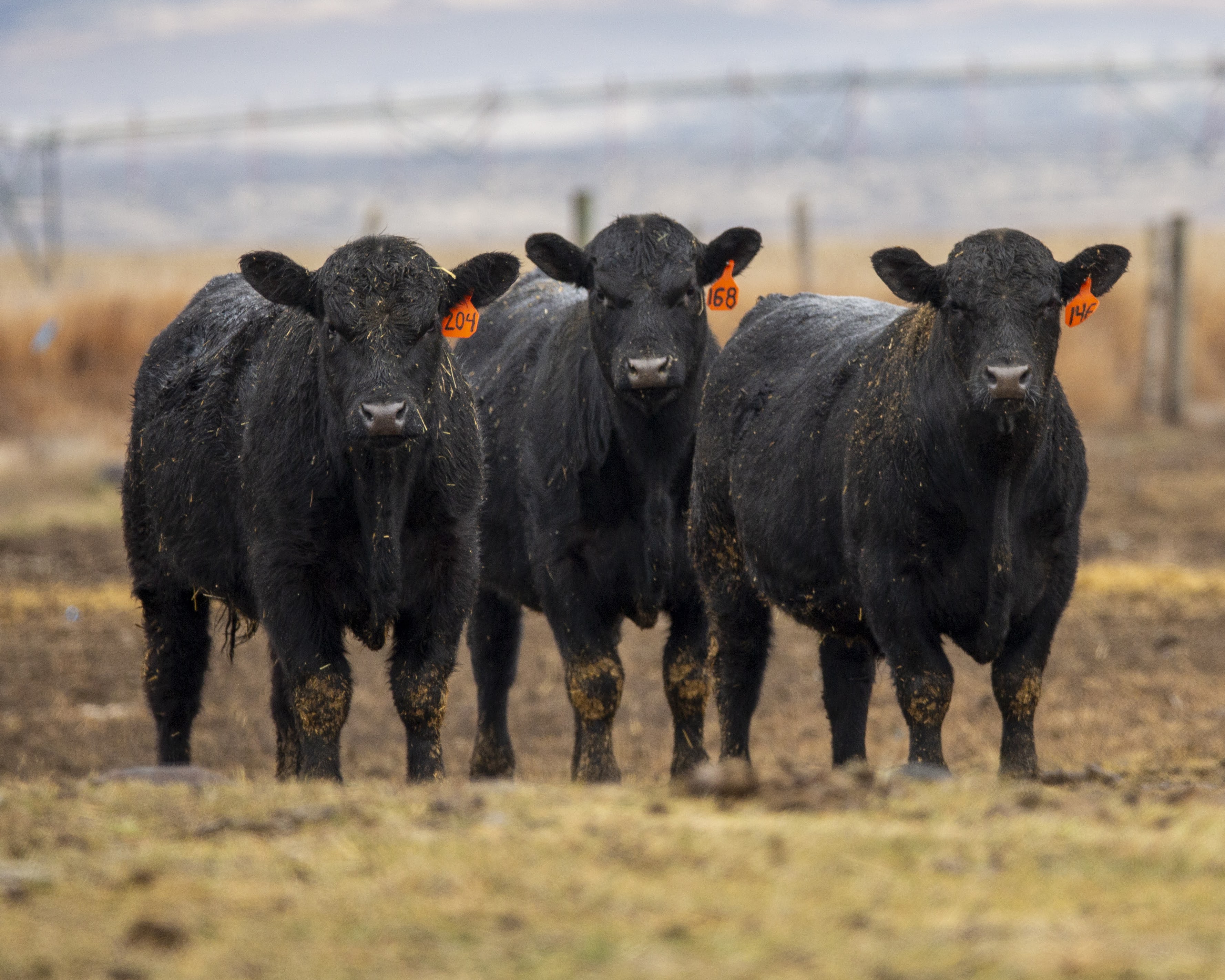Bulls Hit Ranch BullsJan2023 | KT Ranch