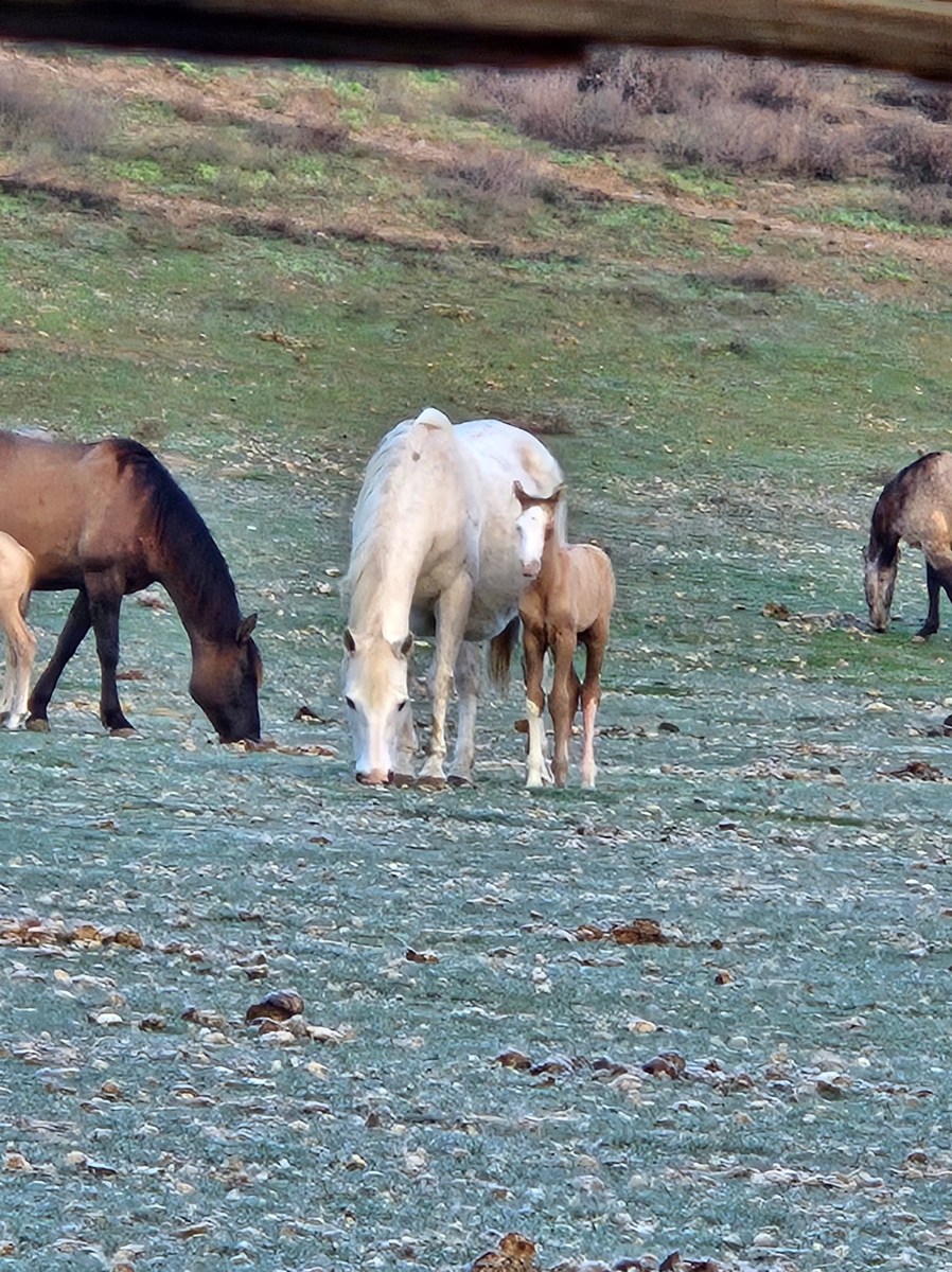KT Gold Buckle Dreams KT Ranch