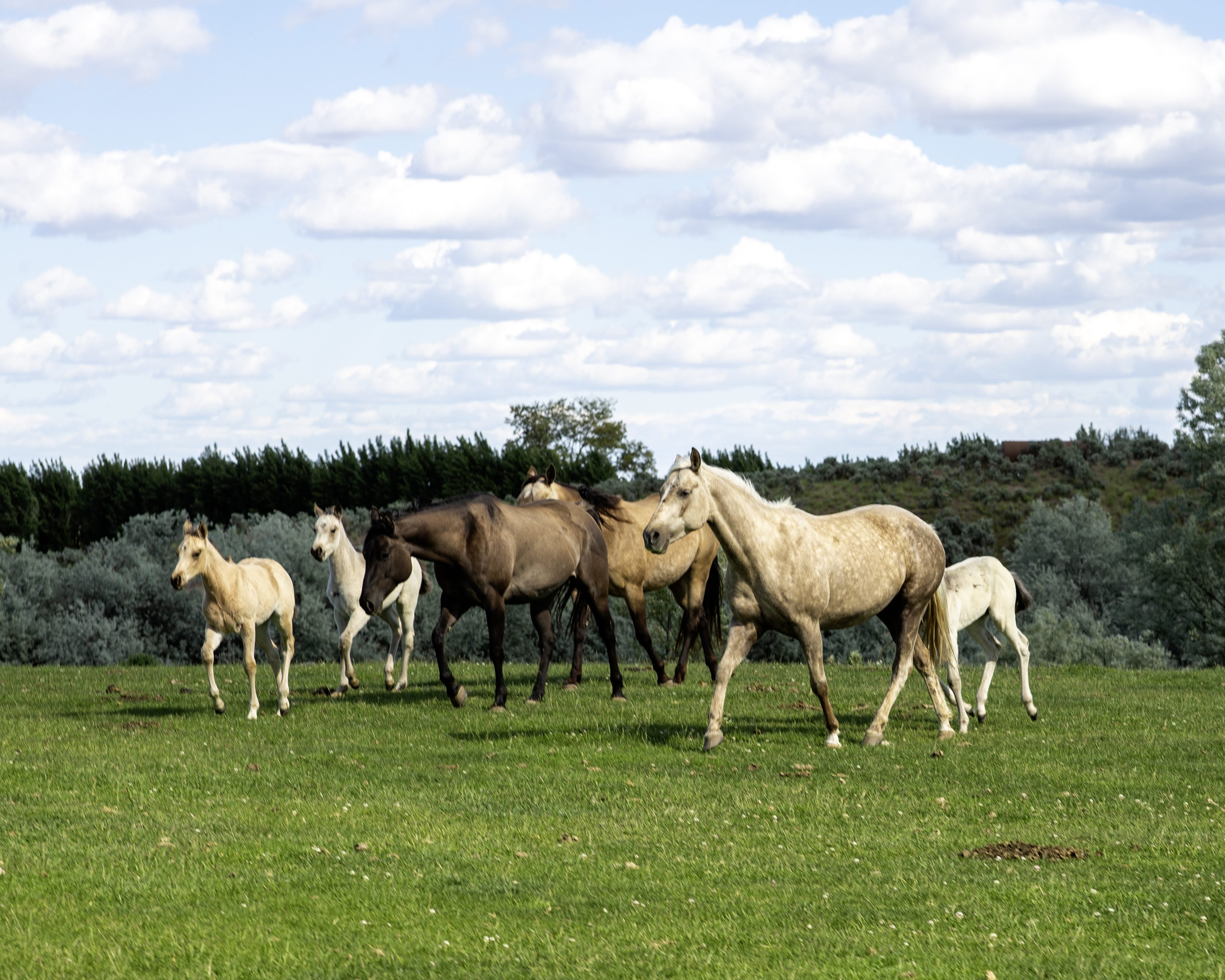 Rmares Ranch MaresandFoalsMay2024.1 | KT Ranch