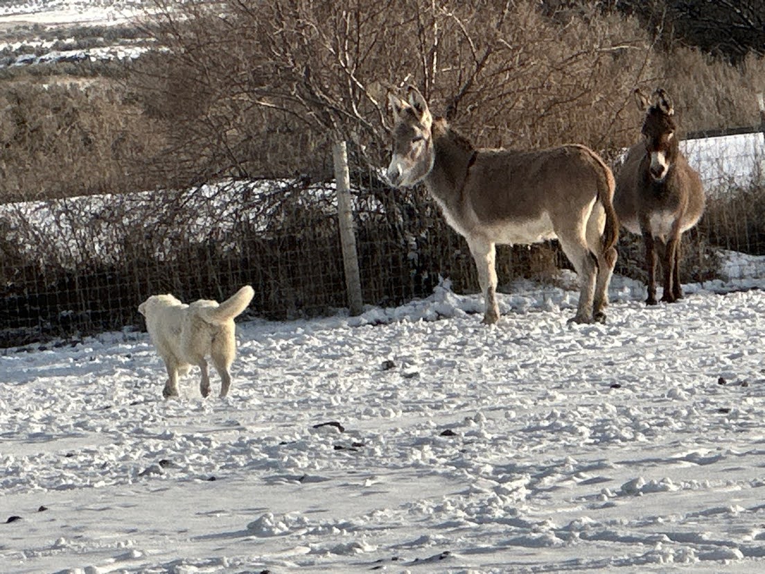 Snapchat-404076528 | KT Ranch