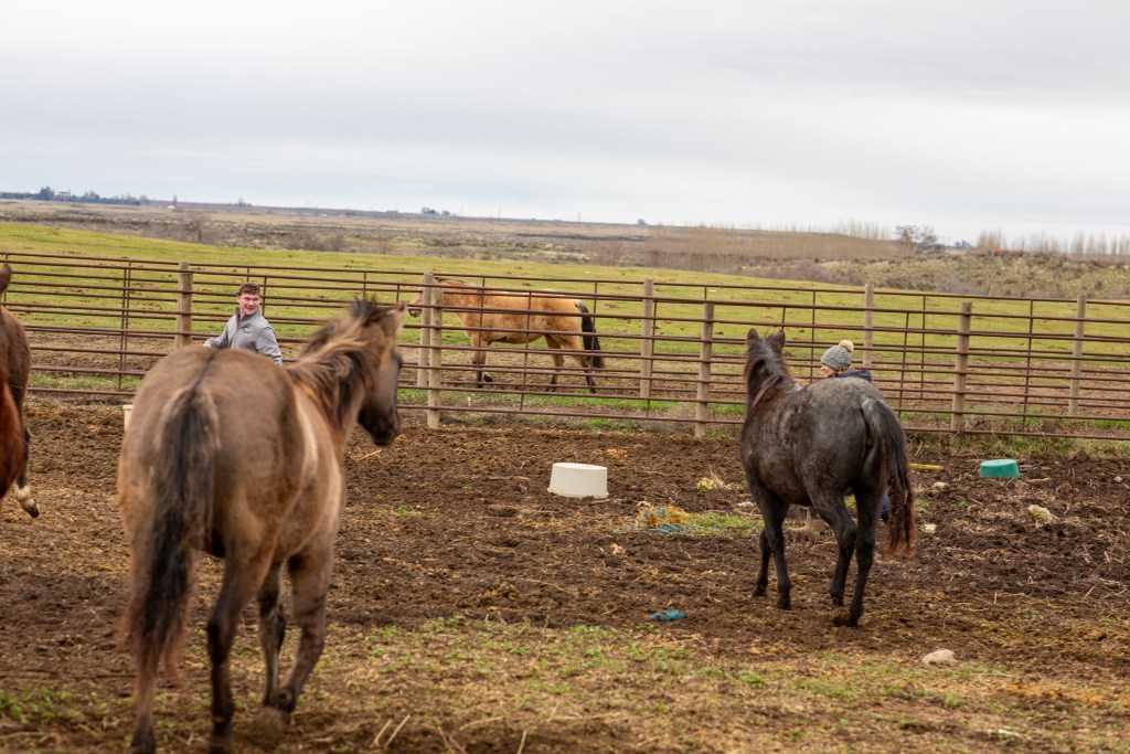 On the 3rd Day of Ranching Getting Christmas Pictures with a Donkey ...